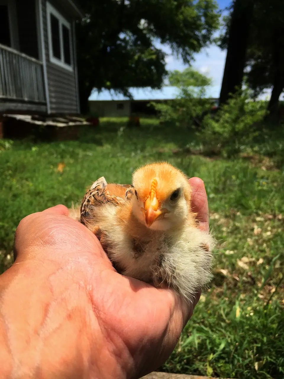 Home baby, chick, comfort, safe, hand, chicken, animal, cute, small, adorable, sitting, smile, nature, happy, stay home, home
